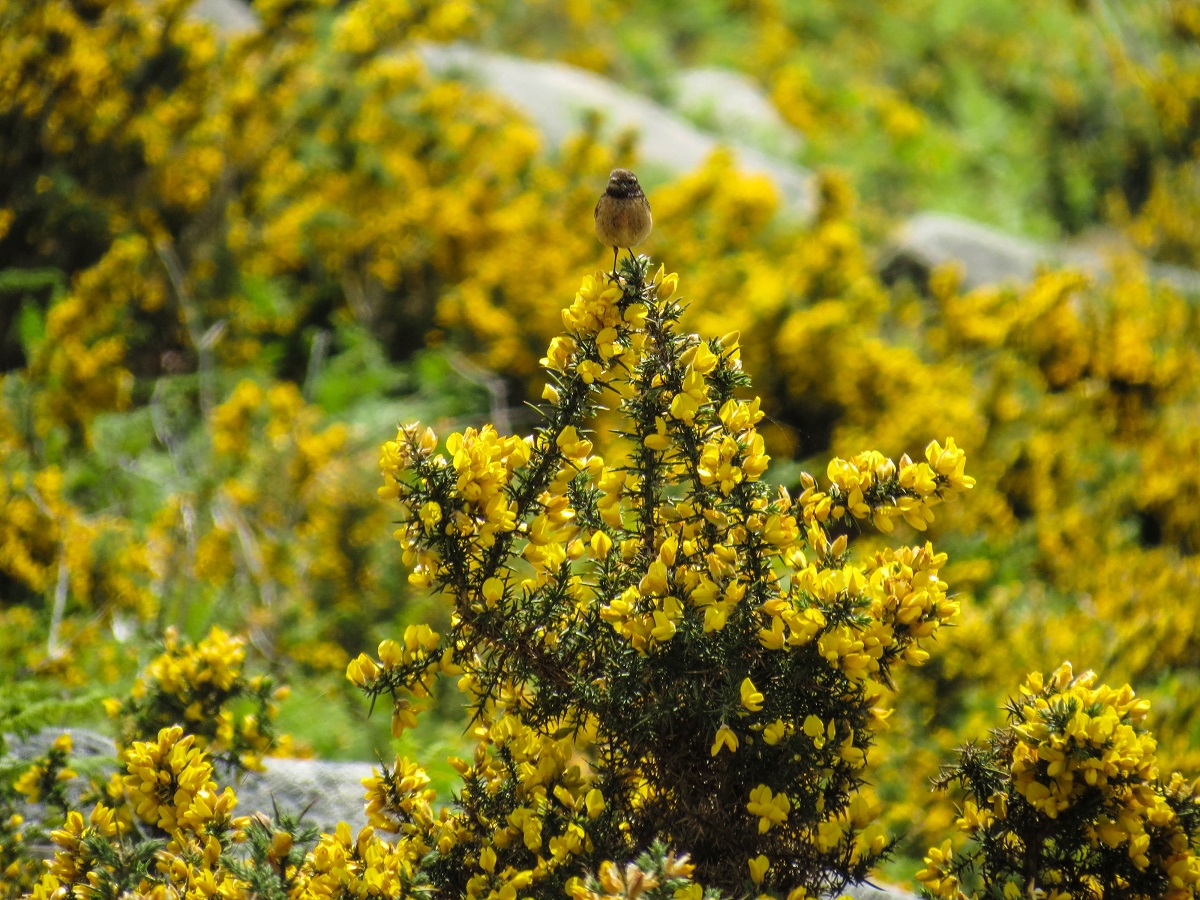 Walk slowly with a donkey in North of Portugal Pincho, explore Pincho waterfall, the countryside and discover Montaria village, Serra de Arga Natural Park - Viana do Castelo